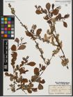 Foto von Salix aurita L.